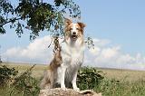 BORDER COLLIE 046